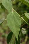 Swamp rosemallow